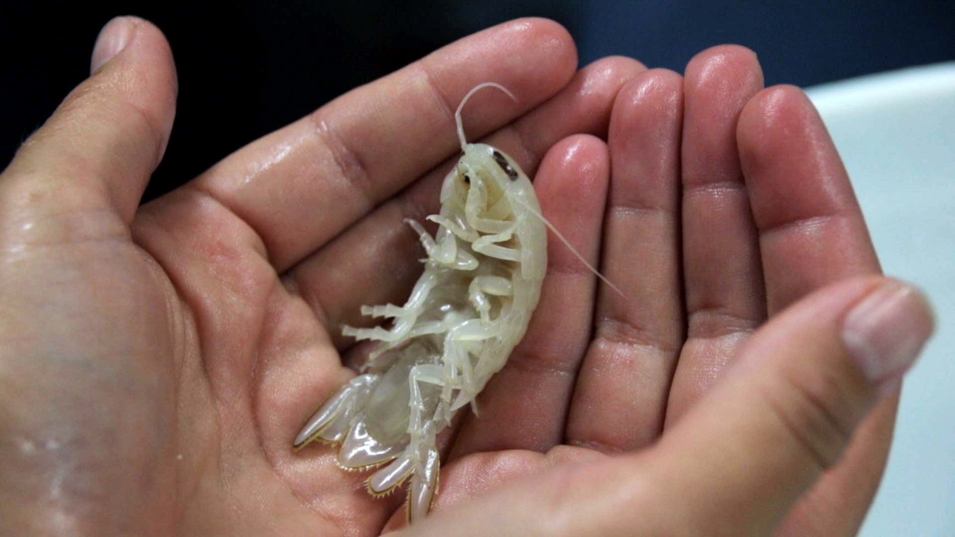 صورة للمقالة بعنوان Ghostly White Roly Poly Bug التي تم اكتشافها في أعماق البحار